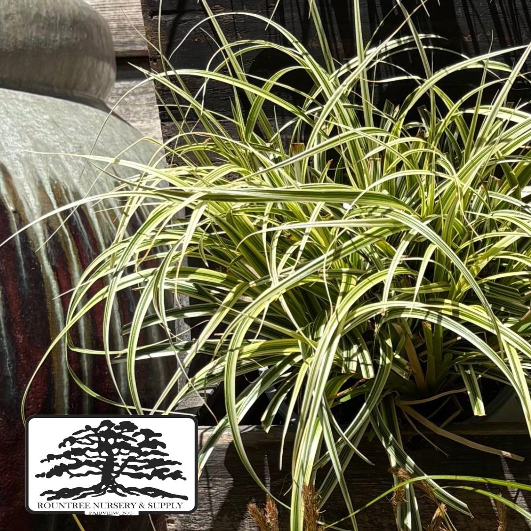 Carex oshimensis Feather Falls
