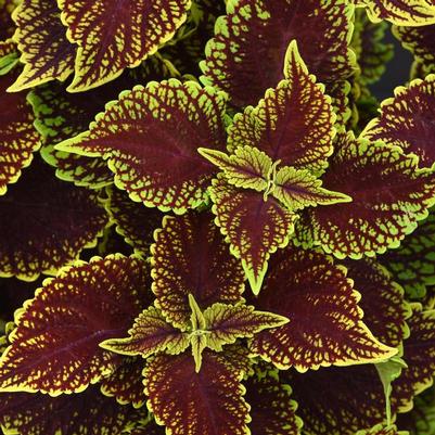 Coleus scutellarioides Coleosaurus