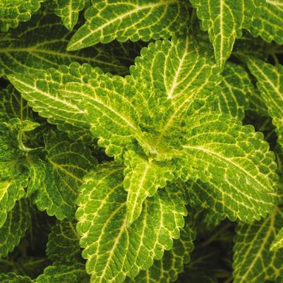 Coleus scutellarioides Electric Lime®