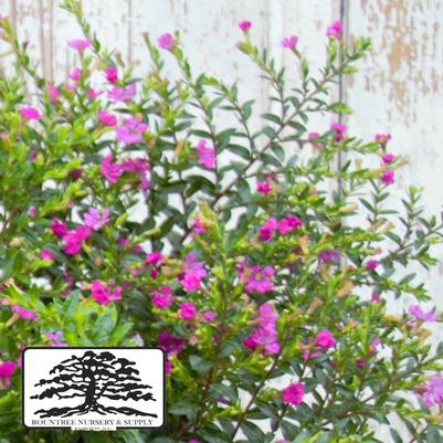Cuphea hyssopifolia Allyson