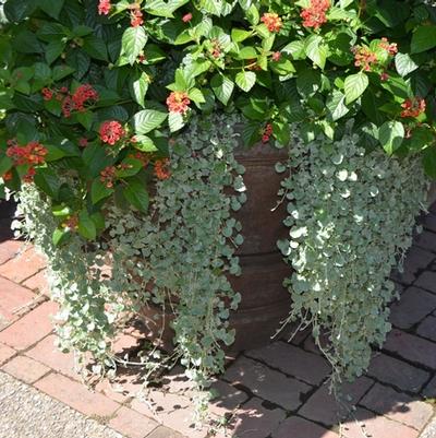 Dichondra argentea Silver Falls™