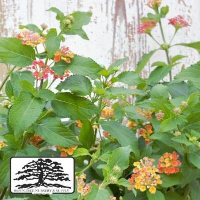 Lantana camara Confetti™