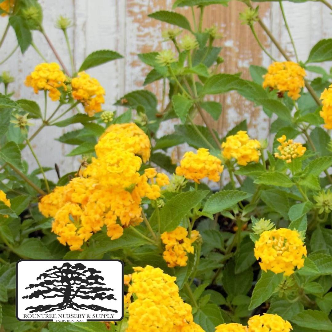 Lantana camara New Gold