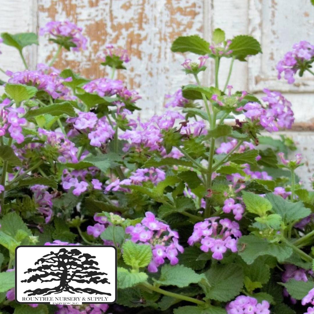 Lantana montevidensis Purple Falls