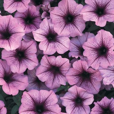 Petunia Supertunia® Bordeaux™