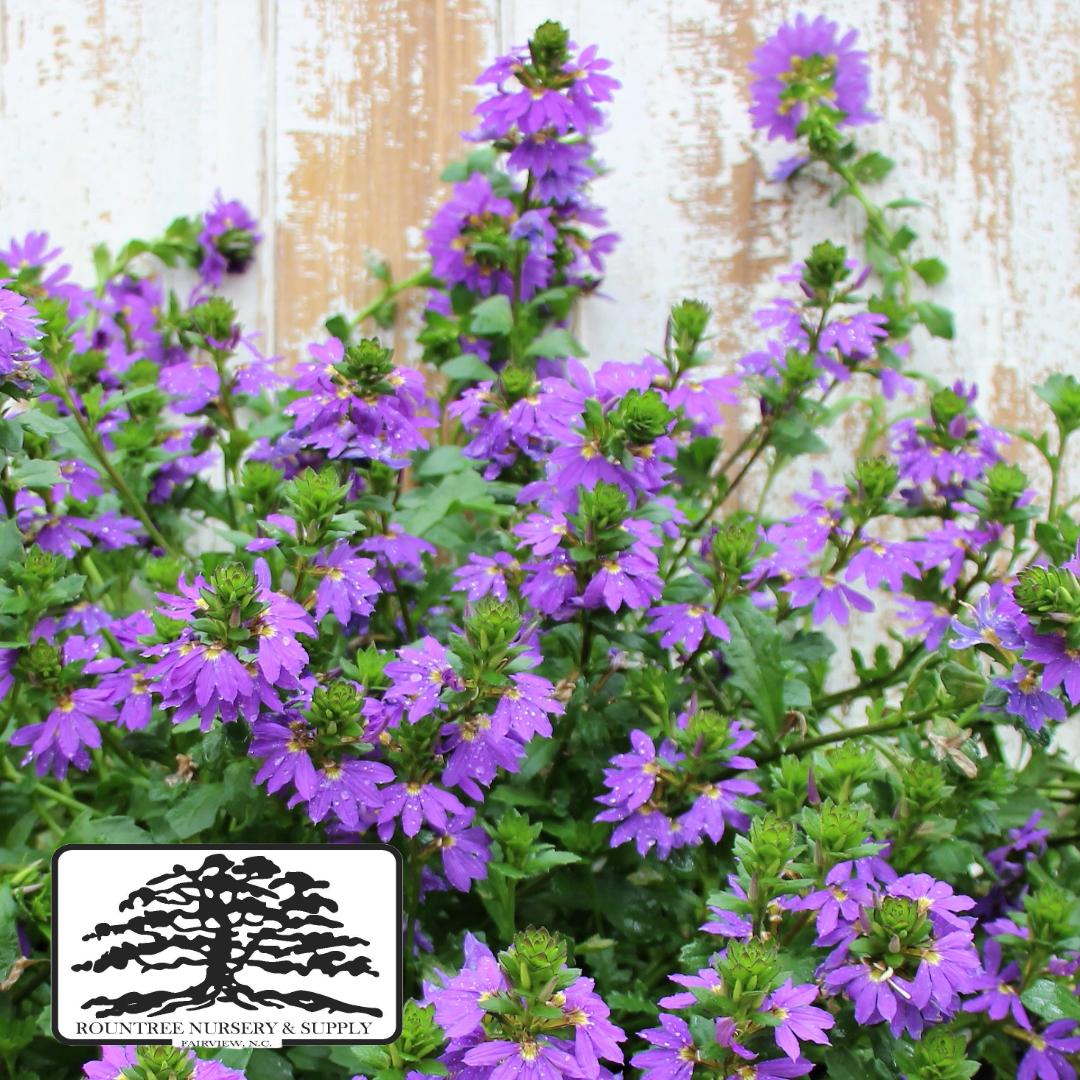 Scaevola Blue Brilliance