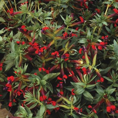 Cuphea purpurea Firecracker