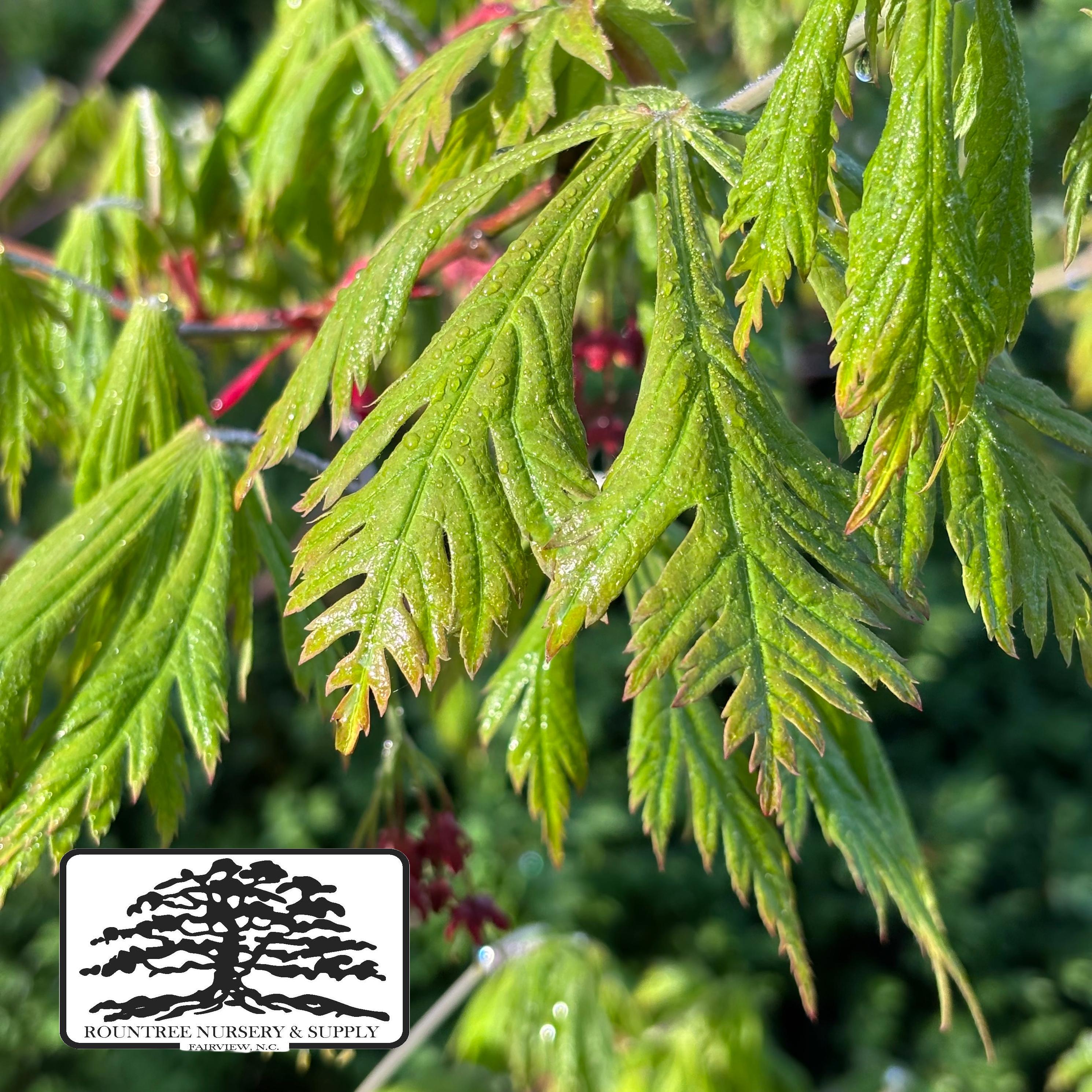 Acer japonicum Aconitifolium