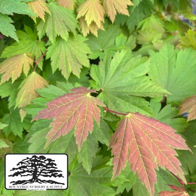 Acer japonicum Emmett's Pumpkin