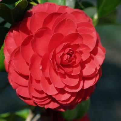 Camellia japonica Black Tie