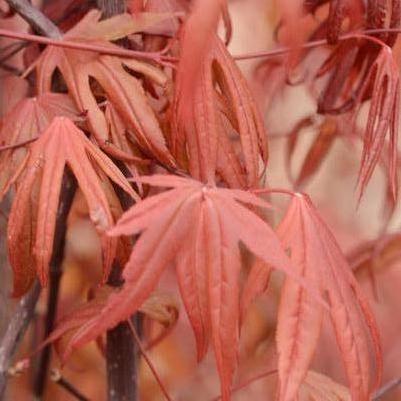 Acer palmatum Emperor 1®