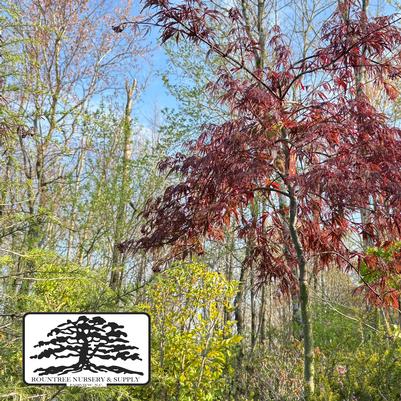Acer palmatum var. dissectum Ever Red