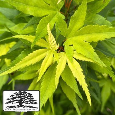 Acer palmatum Kiyohime Yatsubusa