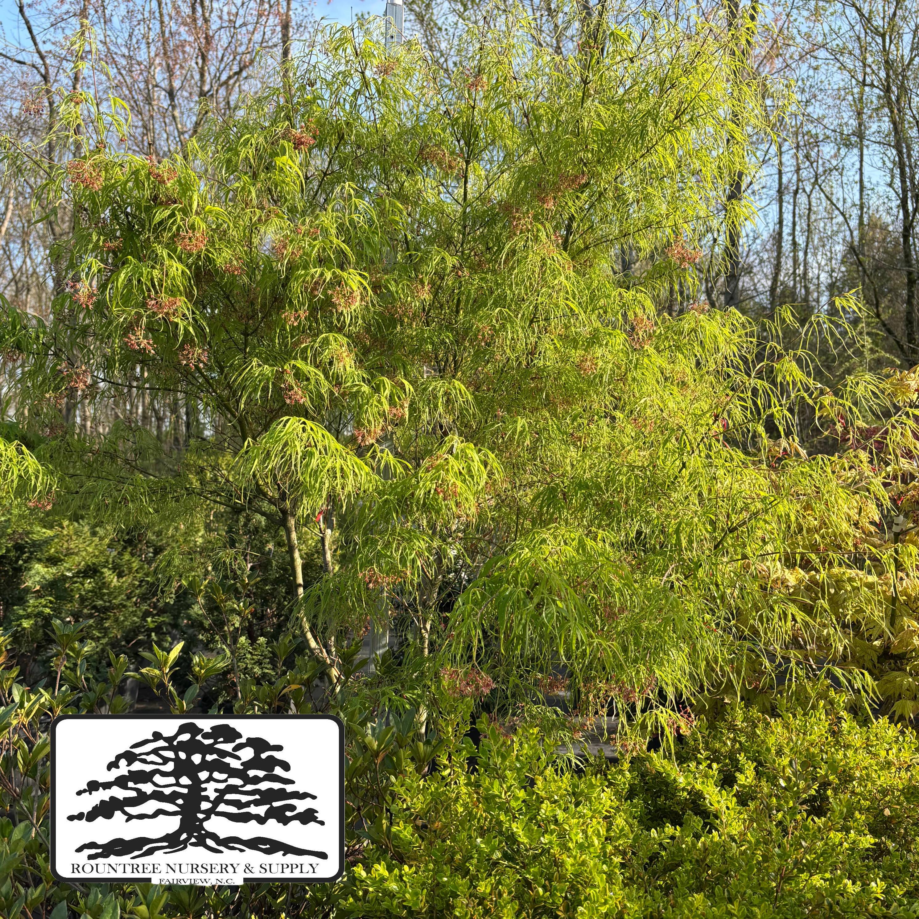 Acer palmatum Koto-no-ito