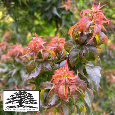 Acer palmatum Kurenai Jishi