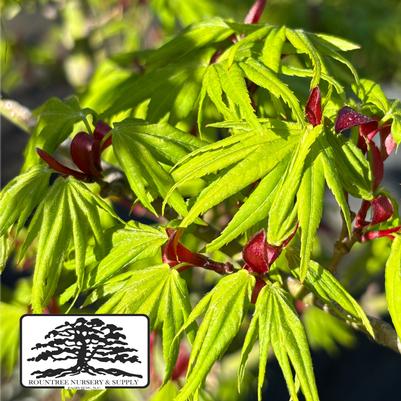 Acer palmatum Mikawa Yatsubusa