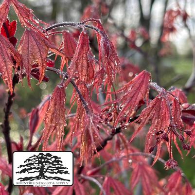 Acer palmatum Olsens Frosted Strawberry