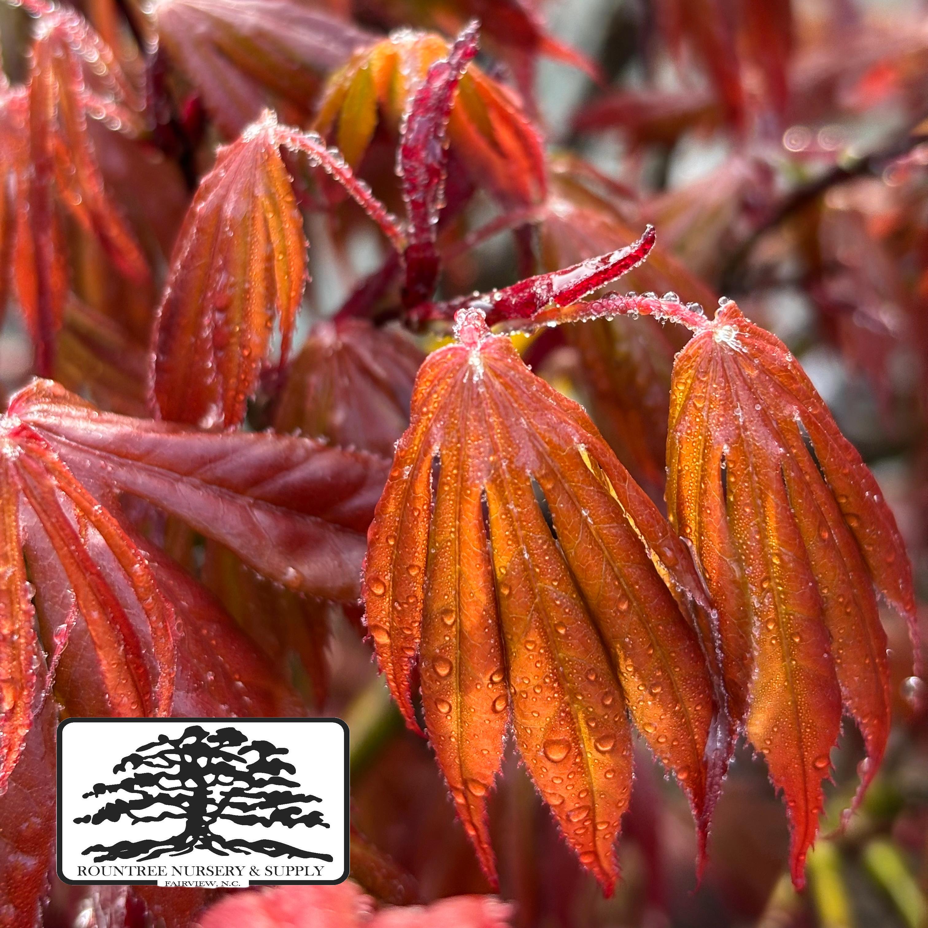 Acer palmatum Oregon Sunset