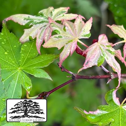 Acer palmatum Orido-nishiki