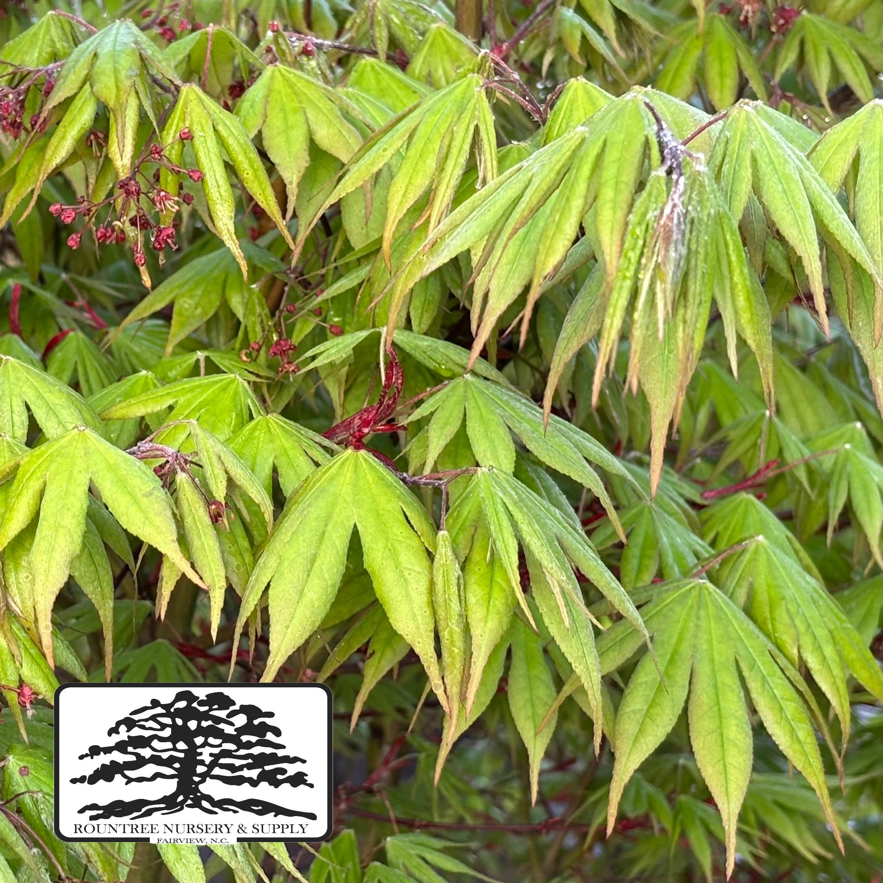 Acer palmatum Osakazuki