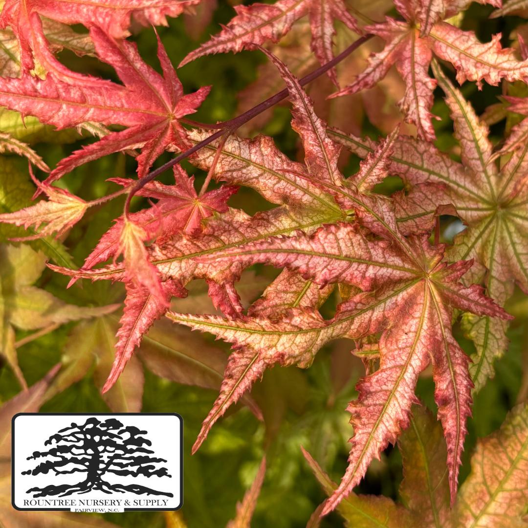 Acer palmatum Peaches and Cream