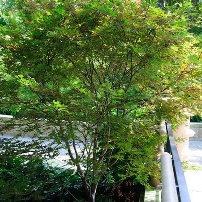 Acer palmatum Purple Ghost