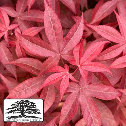 Acer palmatum Rhode Island Red