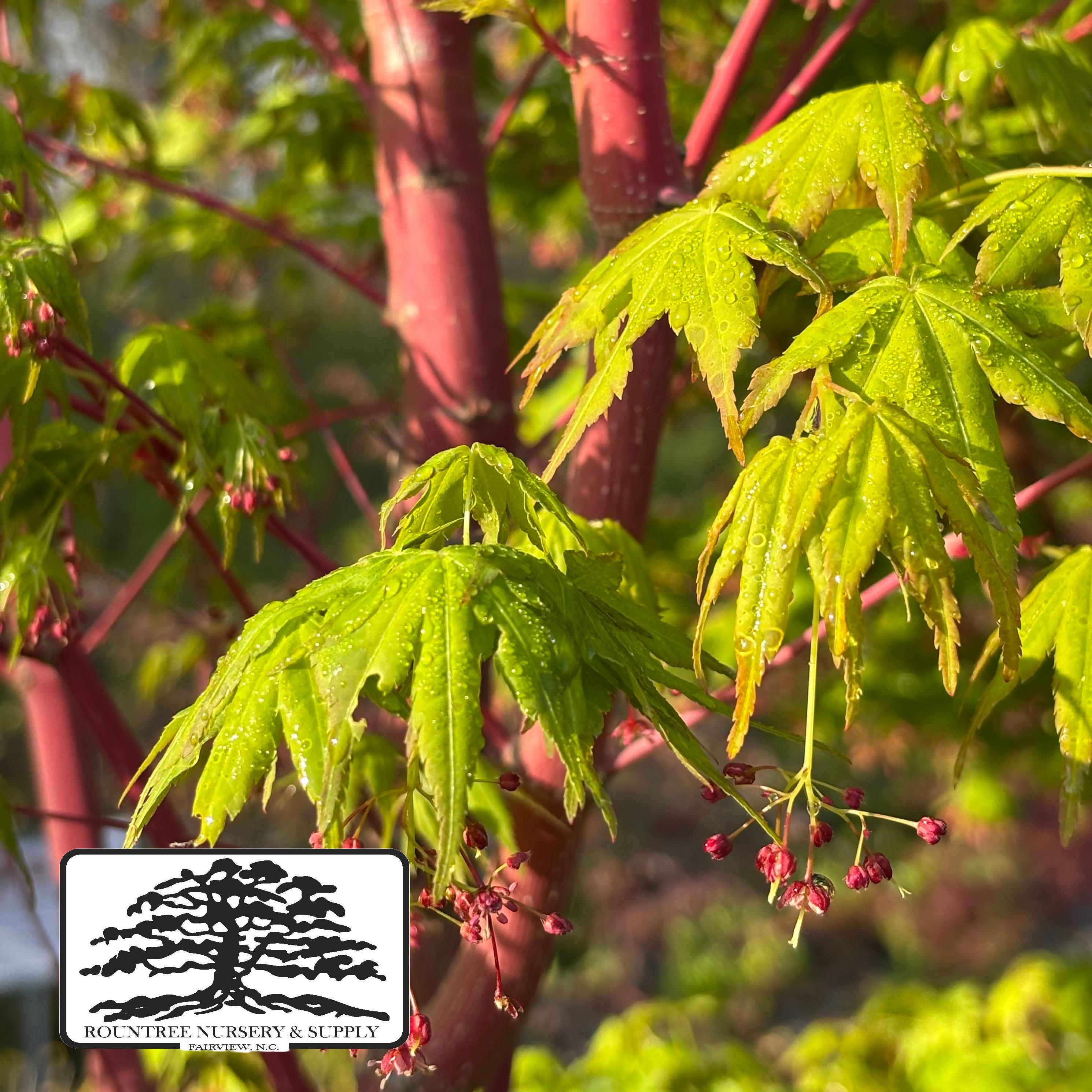 Acer palmatum Sango kaku