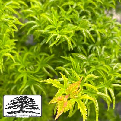 Acer palmatum Shishigashira