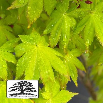 Acer palmatum Summer Gold
