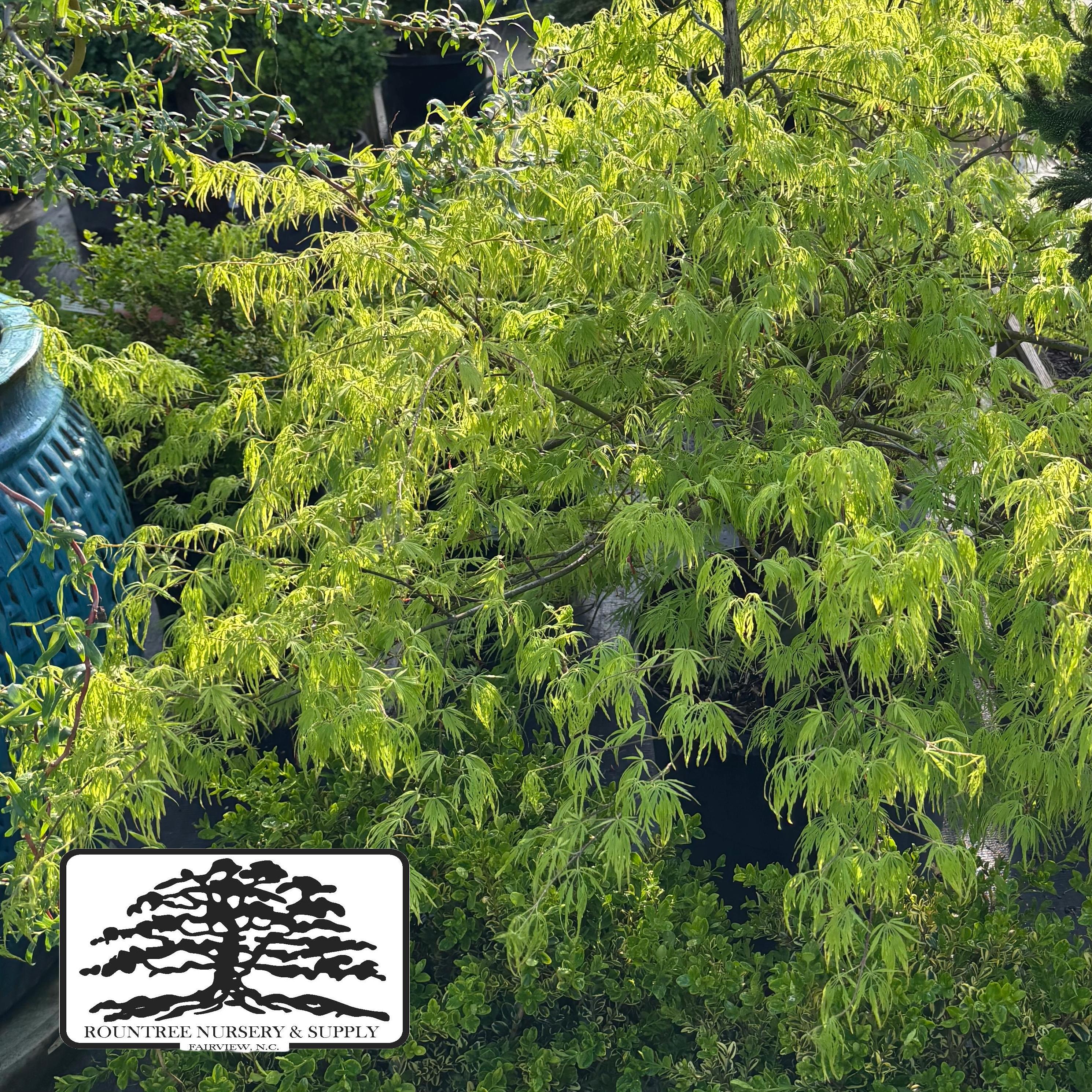 Acer palmatum var. dissectum Viridis