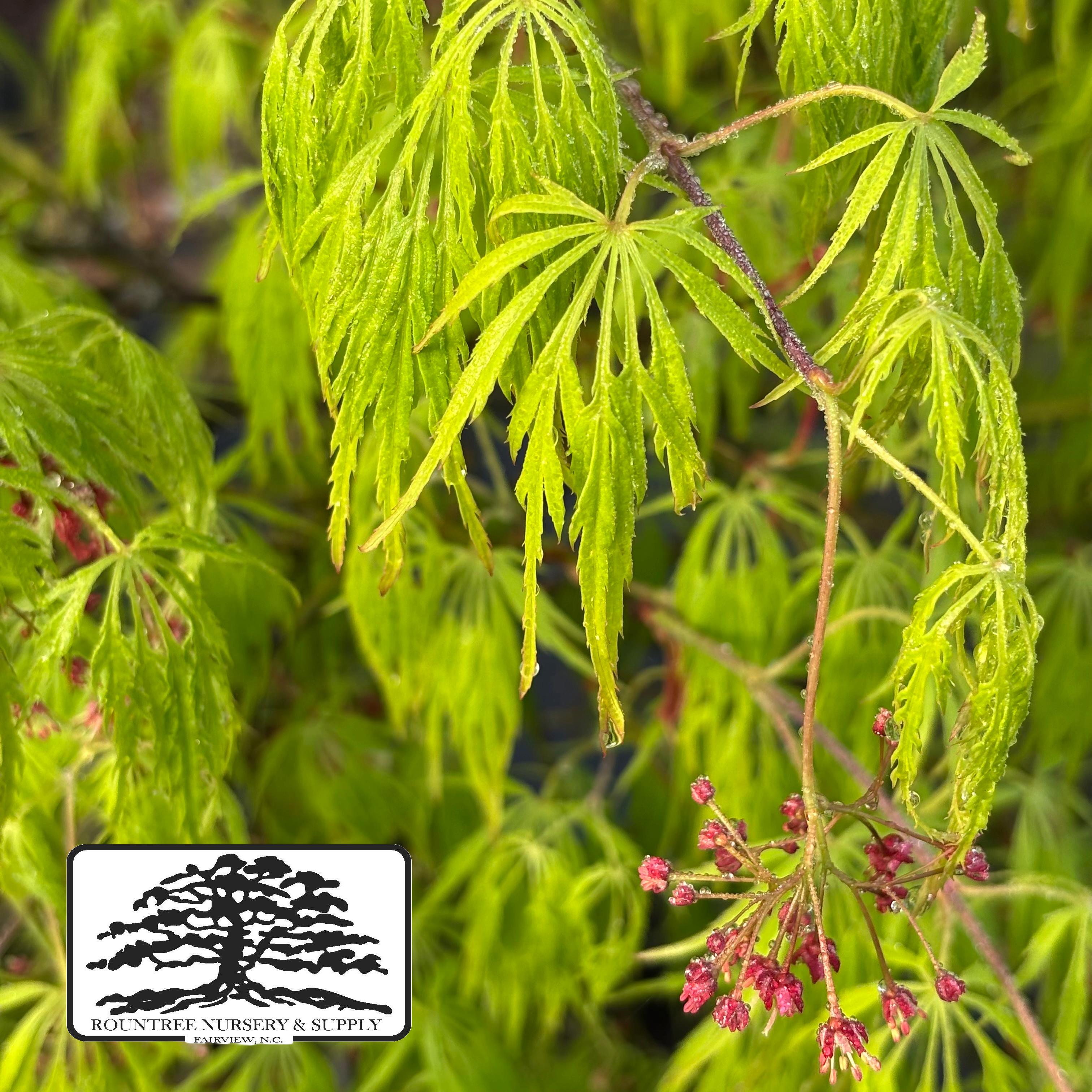 Acer palmatum var. dissectum Waterfall