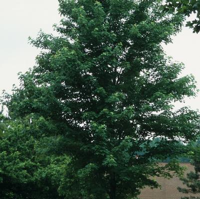 Acer x freemanii Celebration®