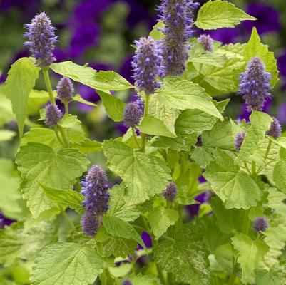 Agastache foeniculum Golden Jubilee