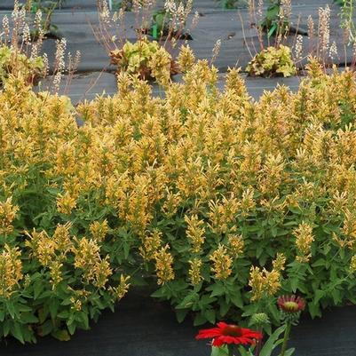 Agastache Poquito™ Butter Yellow
