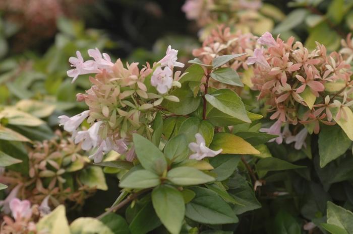 Abelia 'Canyon Creek' - Glossy Abelia from Rountree Nursery and Supply