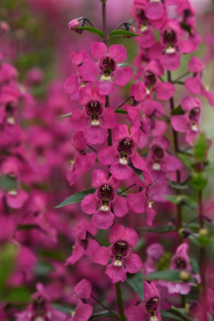 Angelonia angustifolia Serena® Rose