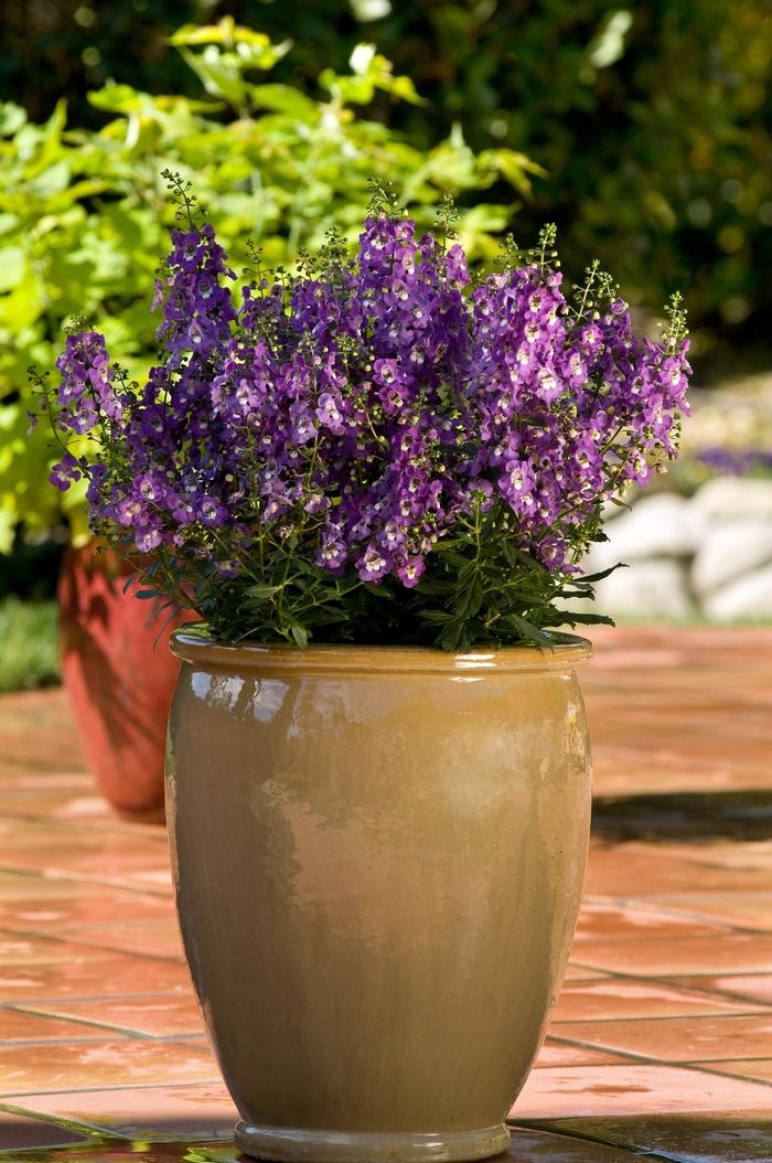 Angelonia angustifolia Archangel™ Purple