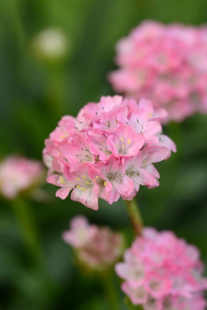 Armeria pseudarmeria Dreameria® Daydream