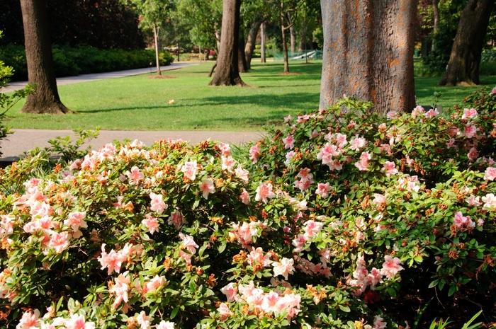 Rhododendron Encore® Autumn Belle®