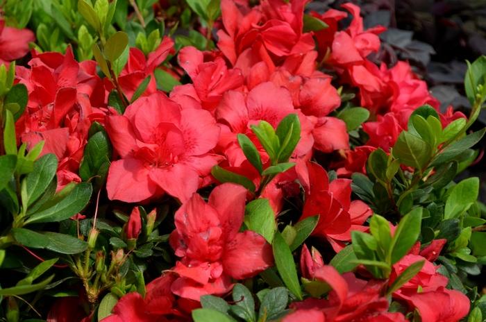 Rhododendron Encore® Autumn Bonfire®