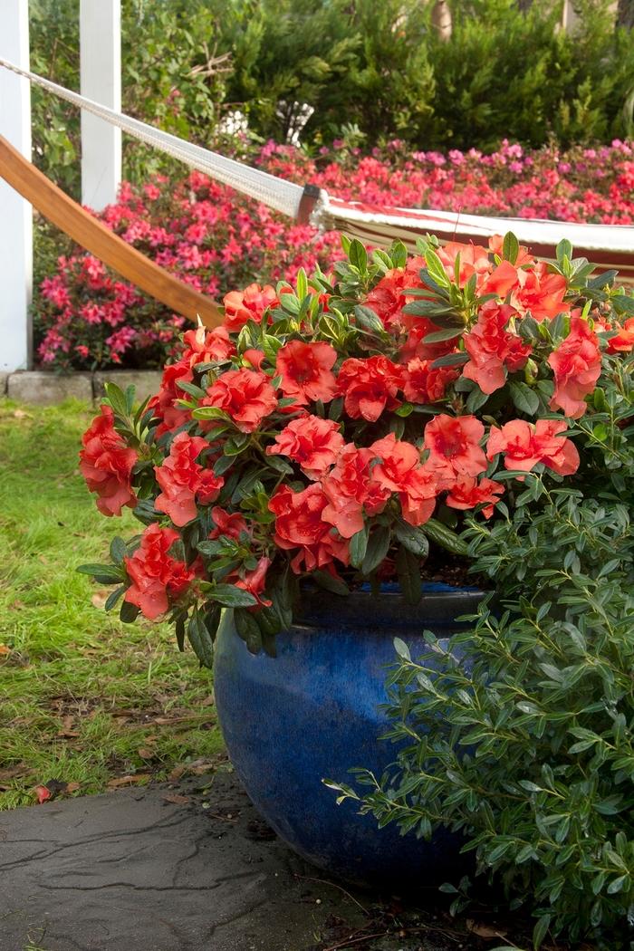Rhododendron Encore® Autumn Embers™