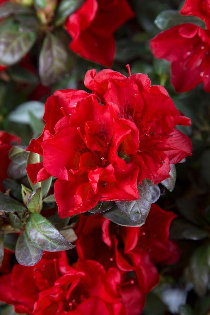 Rhododendron Encore® Autumn Fire®