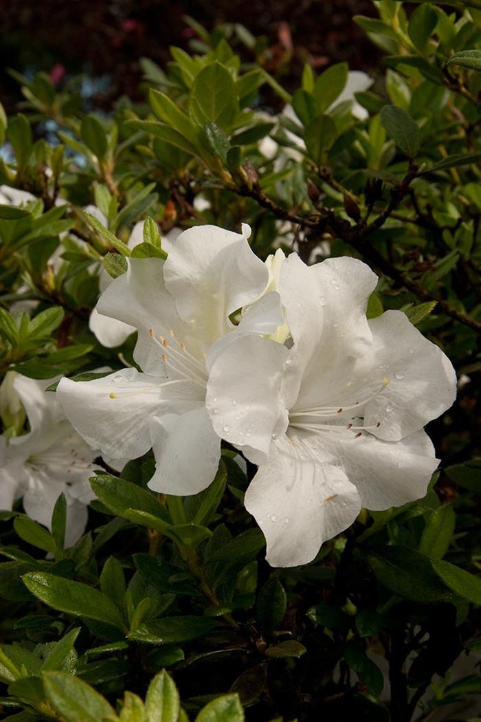 Rhododendron Encore® Autumn Ivory®