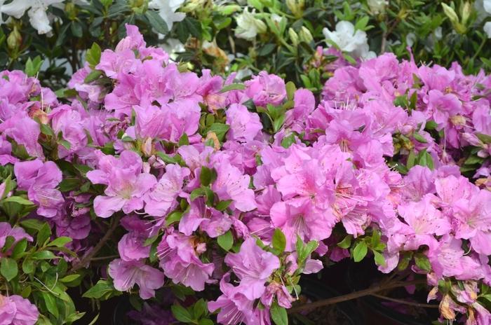 Rhododendron Encore® Autumn Lilac®
