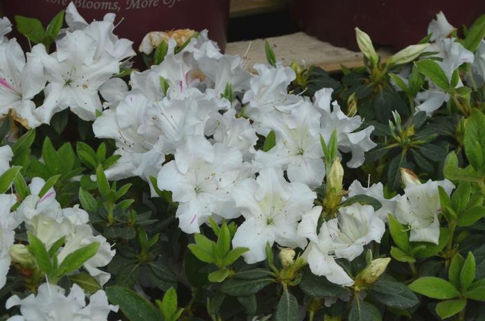 Rhododendron Encore® Autumn Lily®