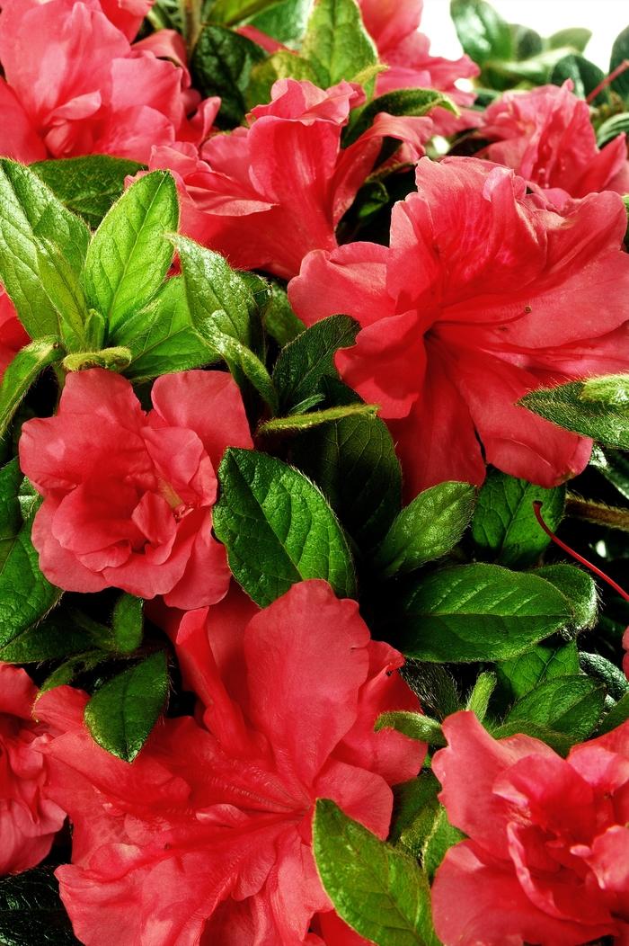 Rhododendron Encore® Autumn Monarch™