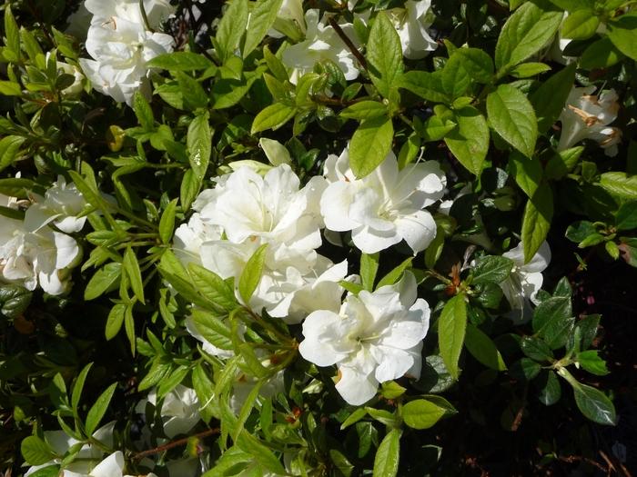 Rhododendron Encore® Autumn Moonlight®