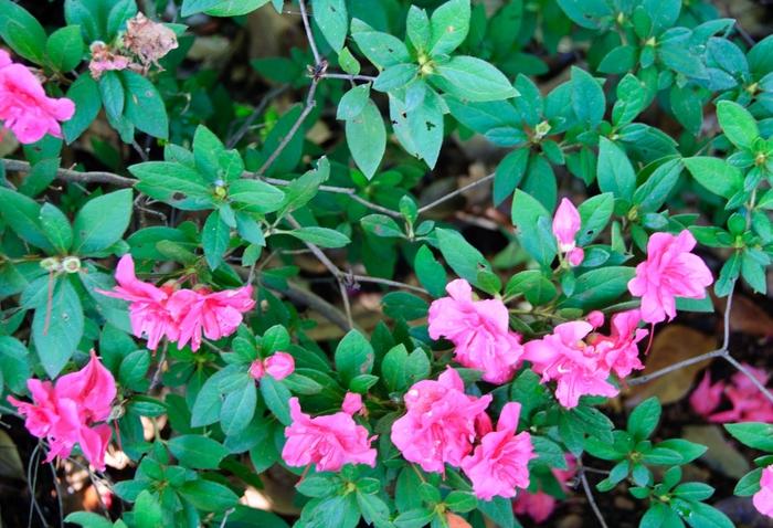 Rhododendron Encore® Autumn Rouge®