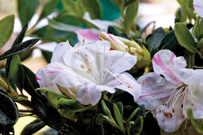 Rhododendron Encore® Autumn Starlite®